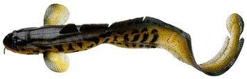 Силикон Savage Gear 3D Burbot FS 250mm 75.0g 01-Burbot (поштучно) 59412 фото