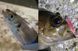 Силікон Jackall Tidebeat 1.5&rdquo; Yowayowa Glow (10шт/уп) 16993288 фото 7