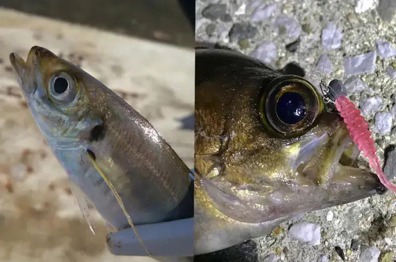 Силікон Jackall Tidebeat 1.5&rdquo; Yowayowa Glow (10шт/уп) 16993288 фото