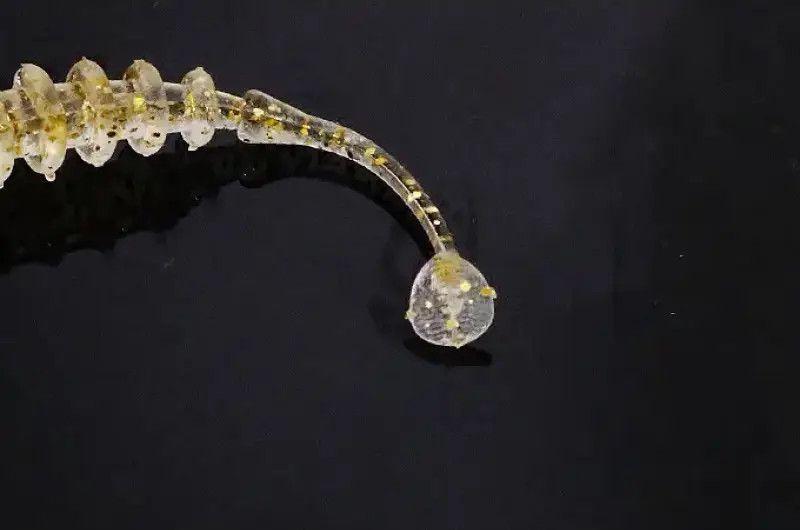 Силікон Jackall Tidebeat 2.0&rdquo; Glow (8шт/уп) 16993289 фото